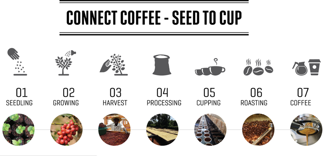 Coffee supply chain — from farm to café, 4 stages